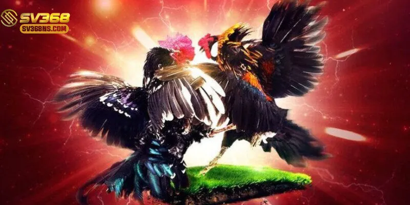 Người chơi theo dõi và đặt cược live với giao diện trực quan, dễ sử dụng.