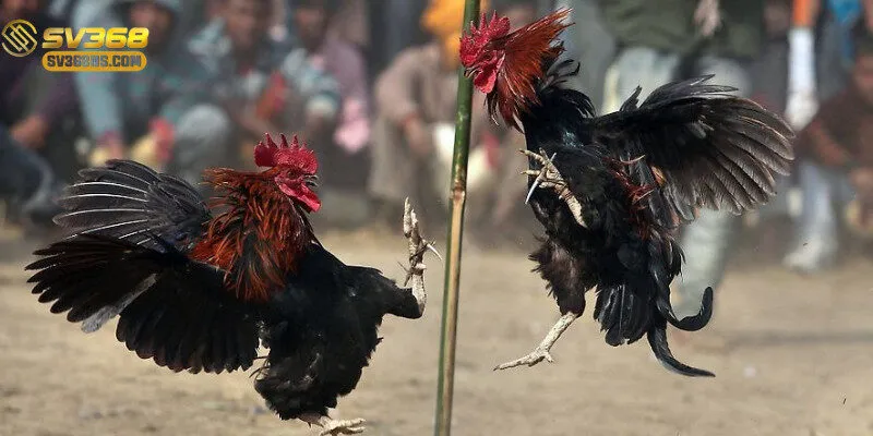 Trận đấu live với chất lượng phát sóng Full HD.